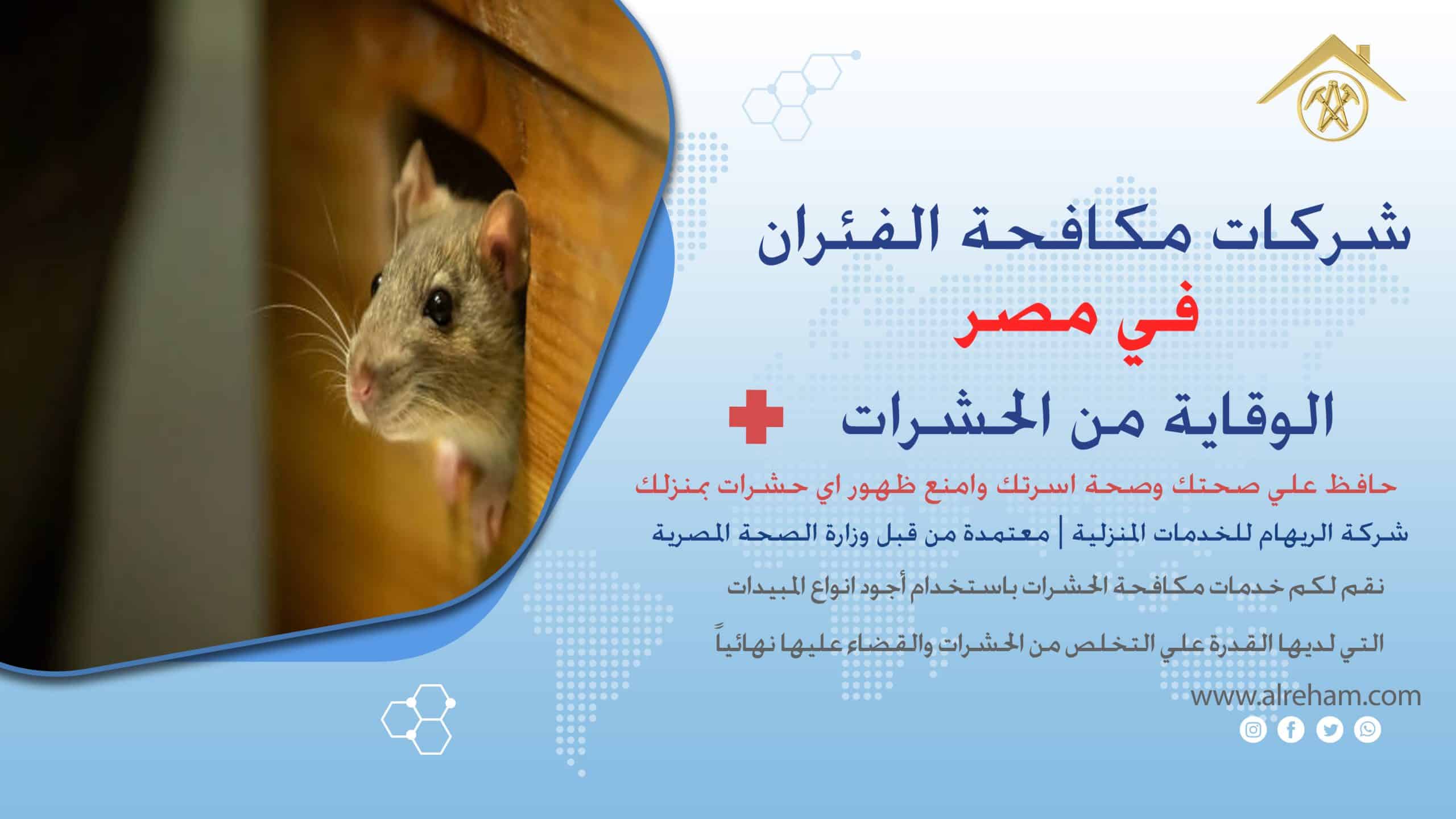 شركات مكافحة الفئران في مصر